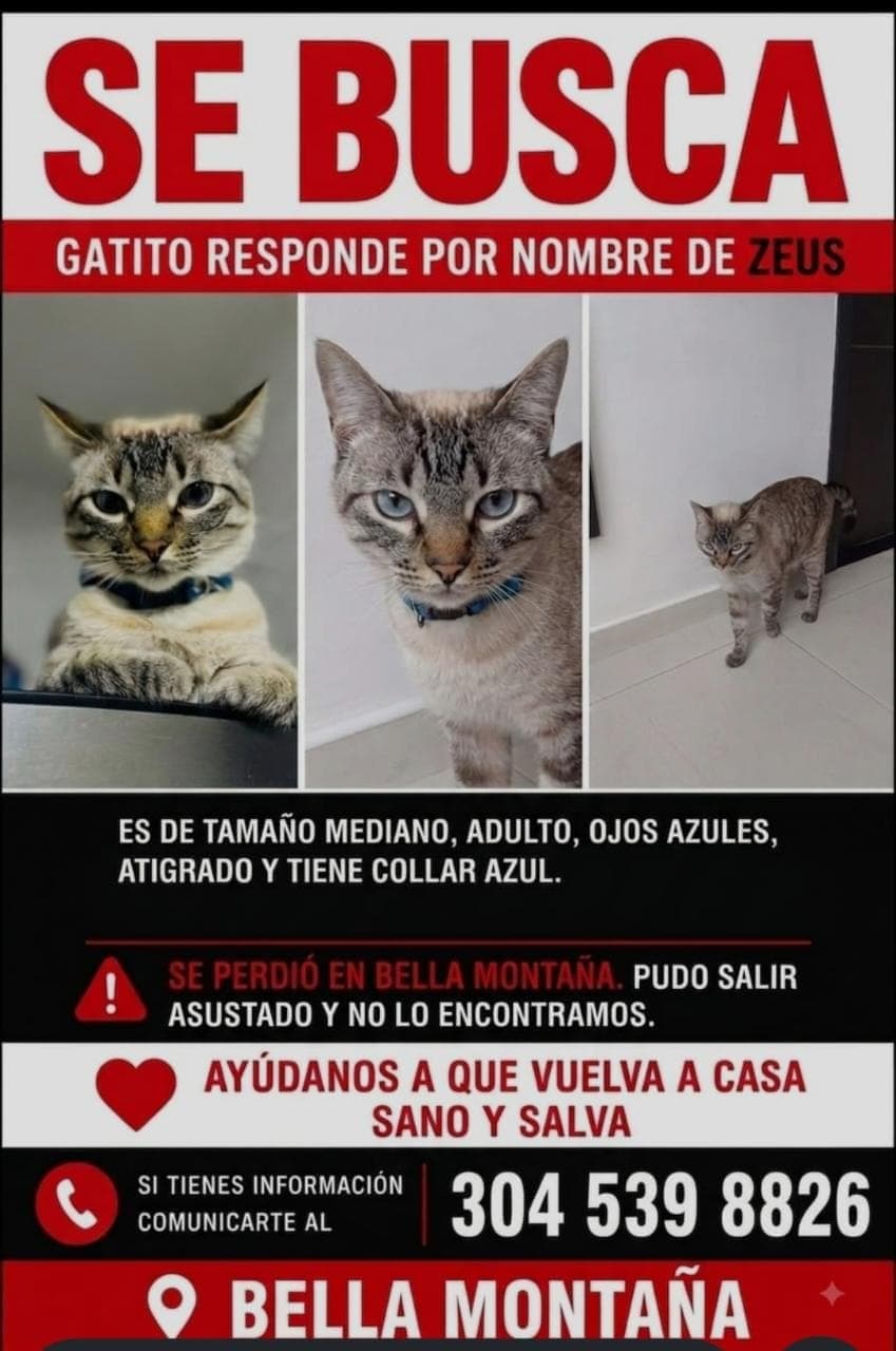 Foto de SE BUSCA - ZEUS -