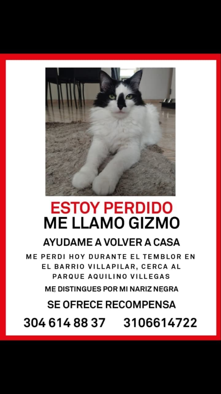 Foto de Estoy Perdido - GIZMO -